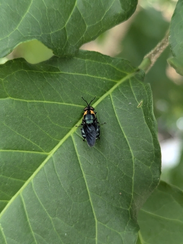 Ptilocera quadridentata