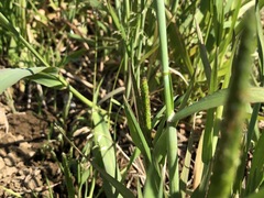Alopecurus aequalis amurensis