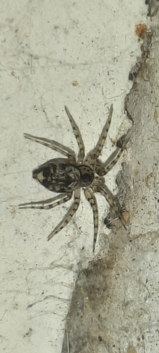 Wall Spider