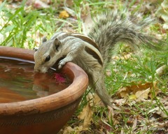 Funambulus pennantii