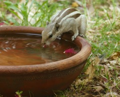 Funambulus pennantii