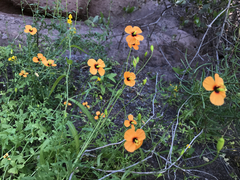 Papaver heterophyllum