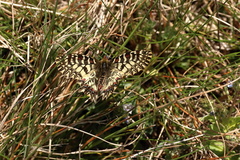 Zerynthia polyxena