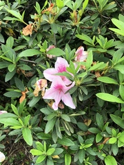 Rhododendron × pulchrum