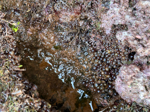 Botryocladia, 2026-06-03