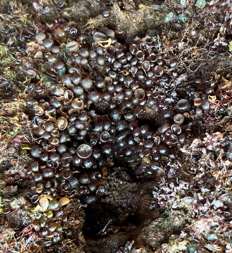 Botryocladia, 2026-06-03