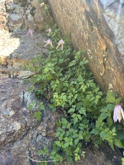 Clematis columbiana, photograph author not stated, no rights reserved