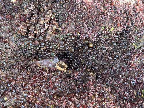 Botryocladia, 2026-06-03