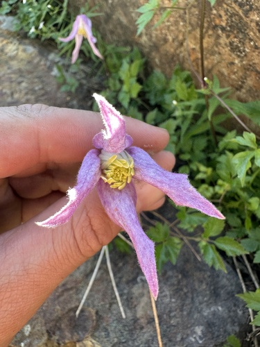 Clematis columbiana, photograph 6
