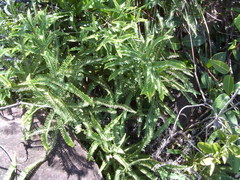 Dicranopteris flexuosa