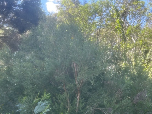 Melaleuca alternifolia observed 2026-06-22