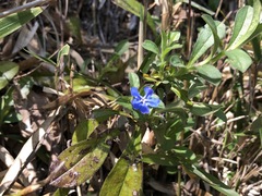 Aegonychon zollingeri