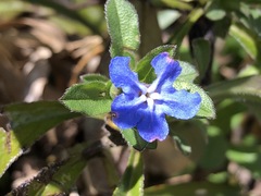 Aegonychon zollingeri