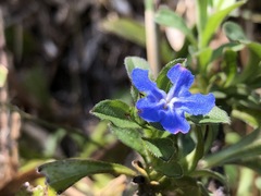 Aegonychon zollingeri