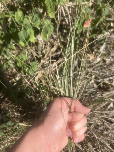 Juncus dichotomus observed 2026-06-22
