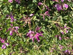 Astragalus sinicus