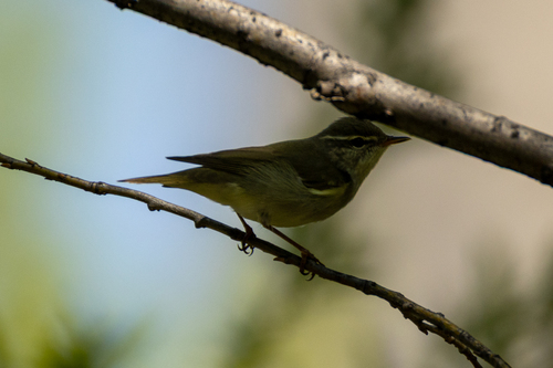 Kamchatka Leaf Warbler (Phylloscopus examinandus), photo 8