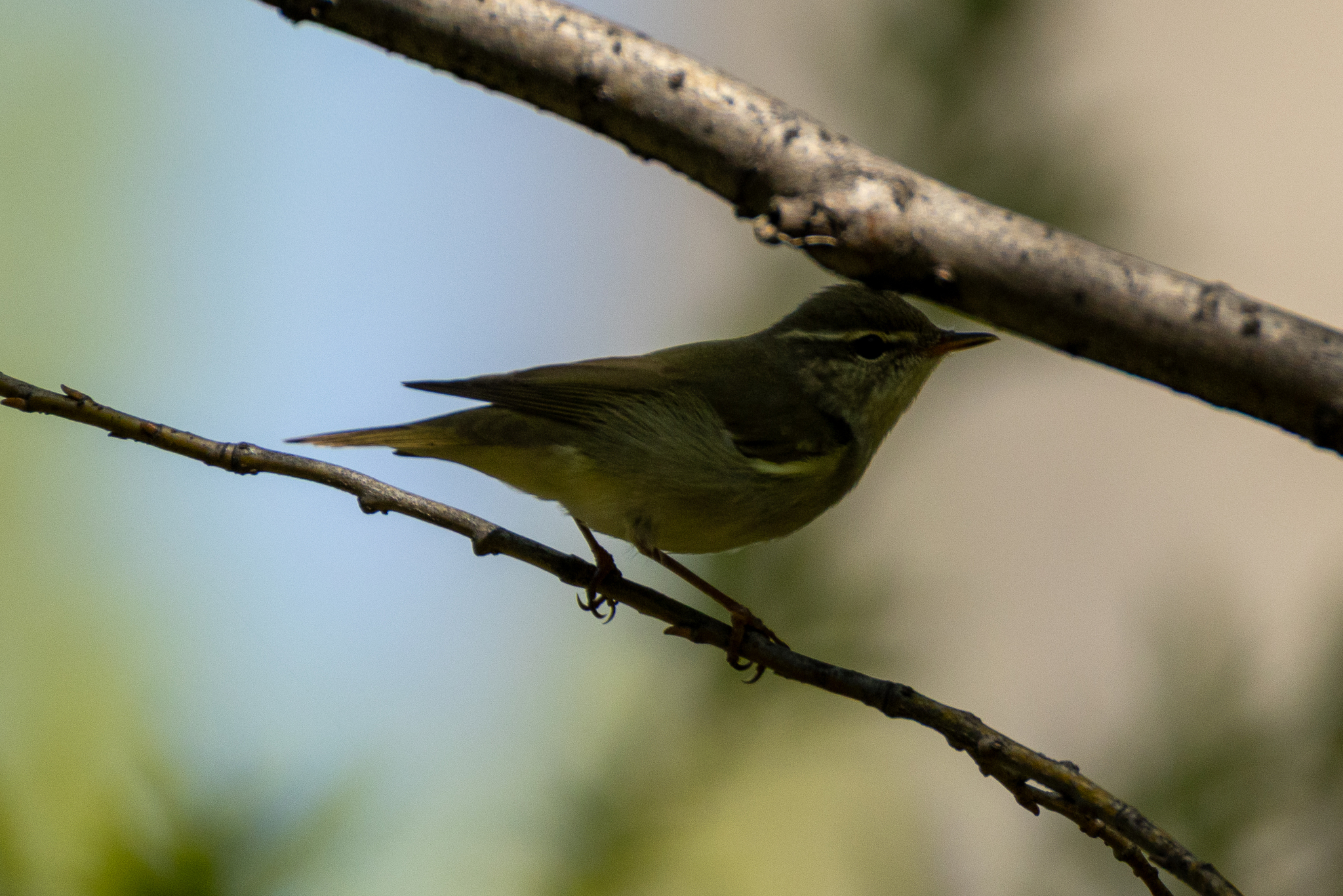 Kamchatka Leaf Warbler (Phylloscopus examinandus), photo 8