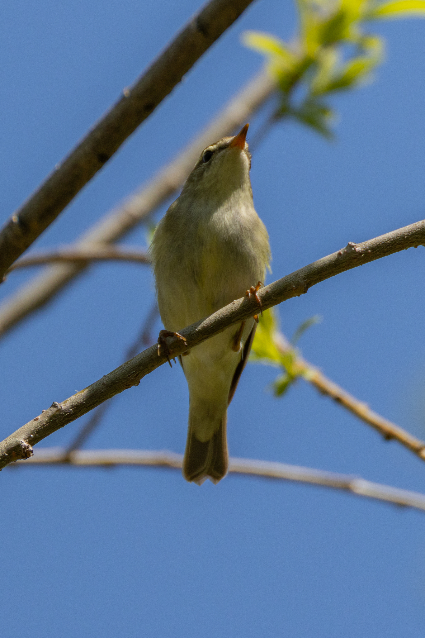 Kamchatka Leaf Warbler (Phylloscopus examinandus), photo 9