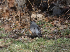 Turdus migratorius image