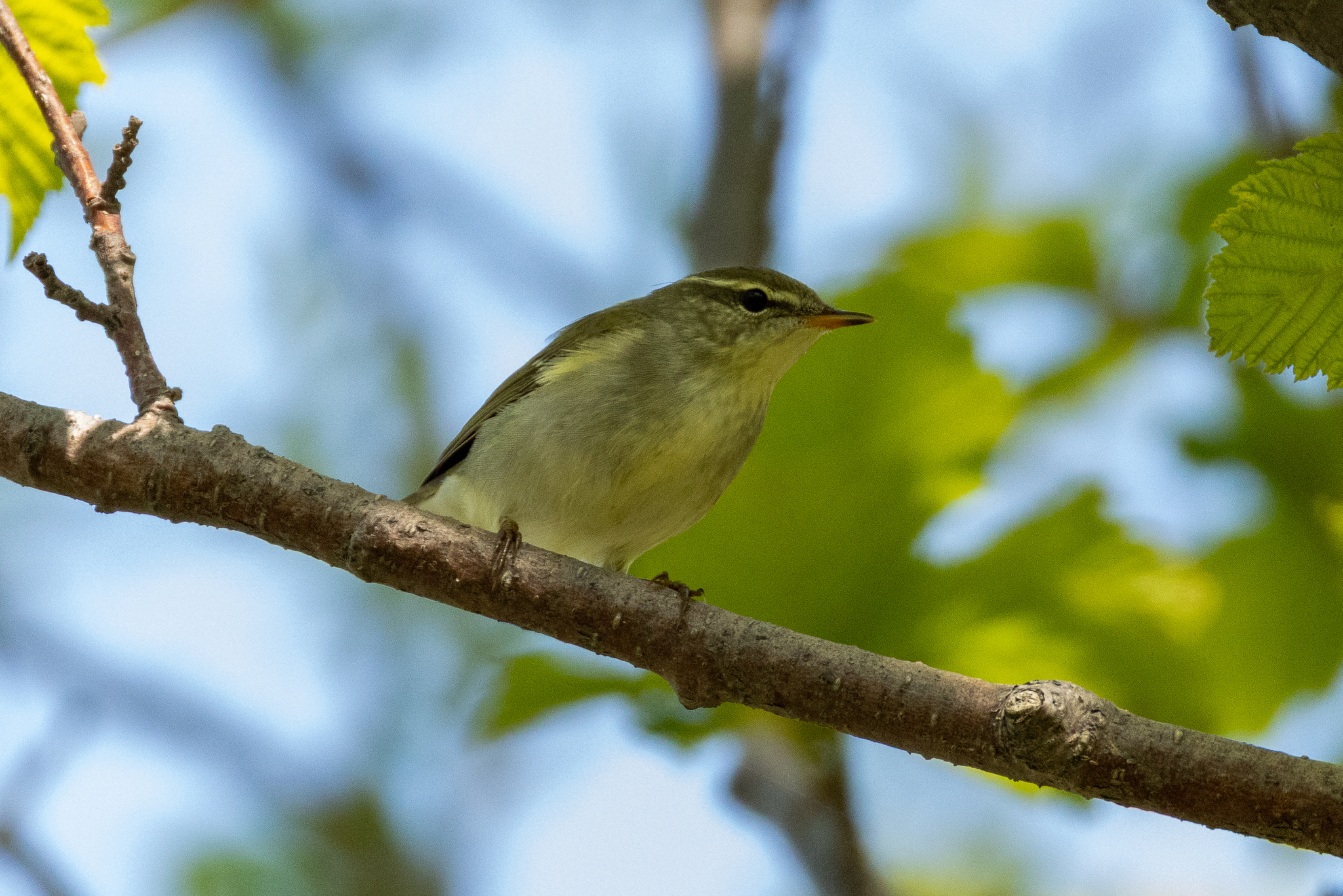 Kamchatka Leaf Warbler (Phylloscopus examinandus), photo 7