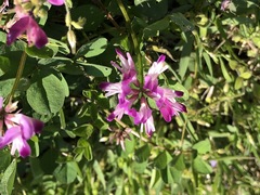 Astragalus sinicus