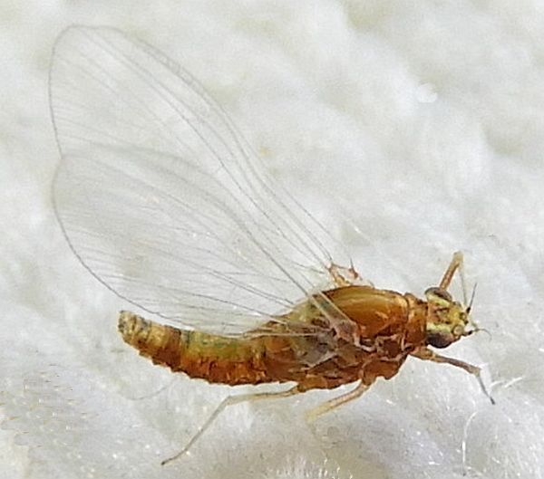 Plauditus dubius