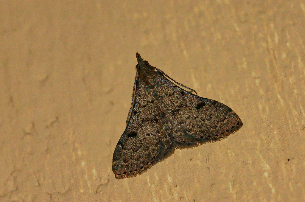 Polypogon melanomma