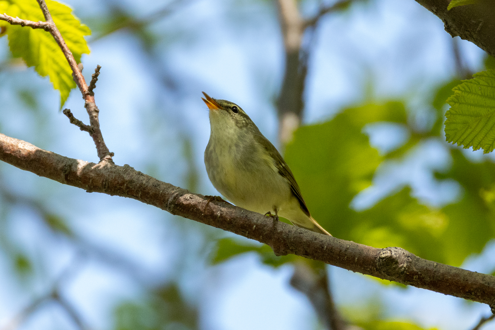 Kamchatka Leaf Warbler (Phylloscopus examinandus), photo 1