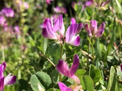 Astragalus sinicus