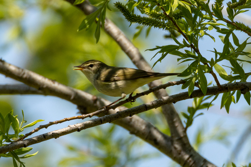 Kamchatka Leaf Warbler (Phylloscopus examinandus), photo 2