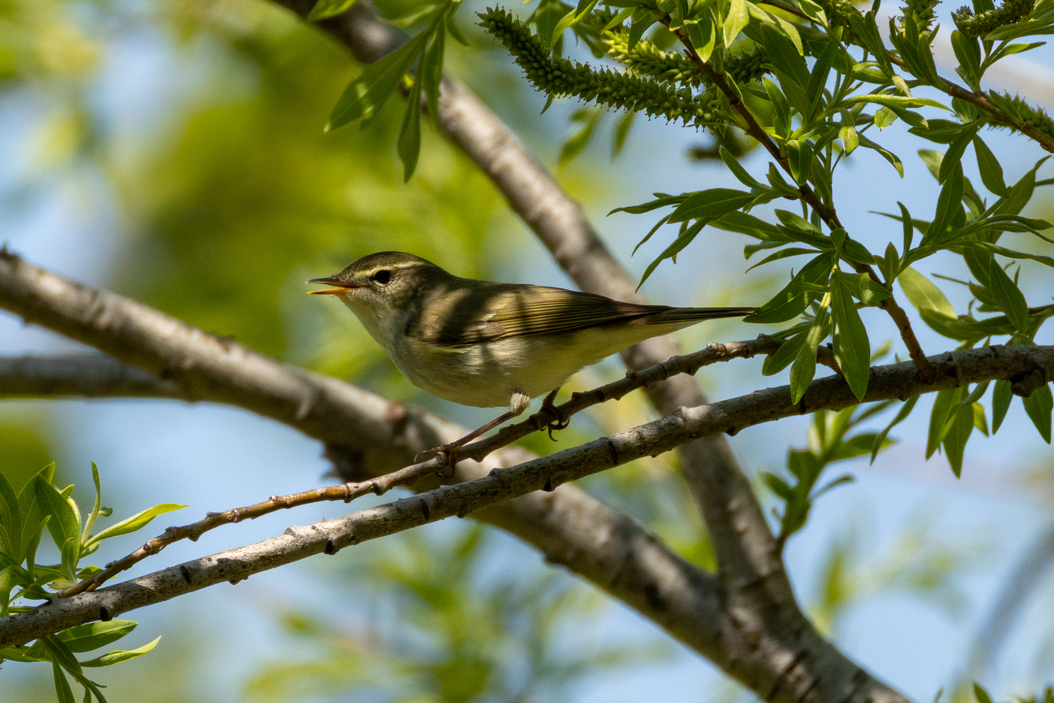 Kamchatka Leaf Warbler (Phylloscopus examinandus), photo 2