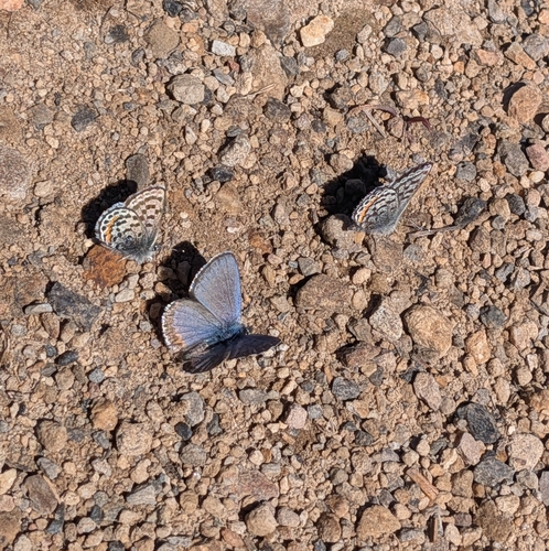 iNaturalist observation photo of Square-spotted Blue