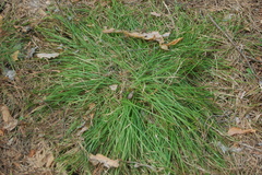 Carex pediformis macroura