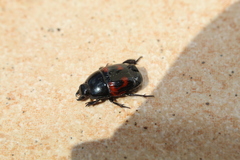 Hister quadrimaculatus