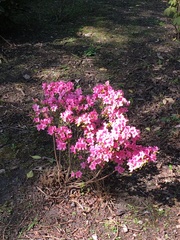 Rhododendron