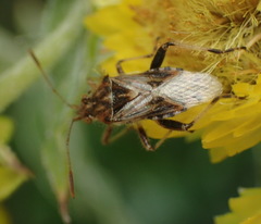 Stictopleurus scutellaris