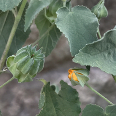 Abutilon californicum