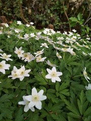 Anemonoides nemorosa
