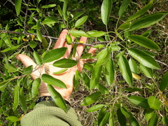Heteromorpha arborescens