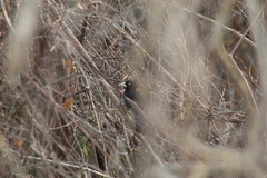 Amblycercus holosericeus