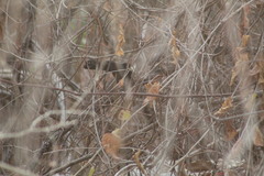Amblycercus holosericeus