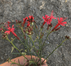 Ipomopsis tenuifolia
