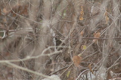 Amblycercus holosericeus