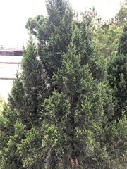 Juniperus chinensis
