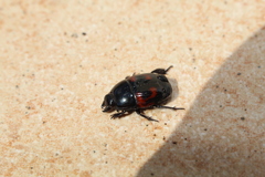 Hister quadrimaculatus