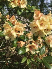 Rhododendron