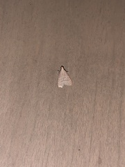 Arta epicoenalis