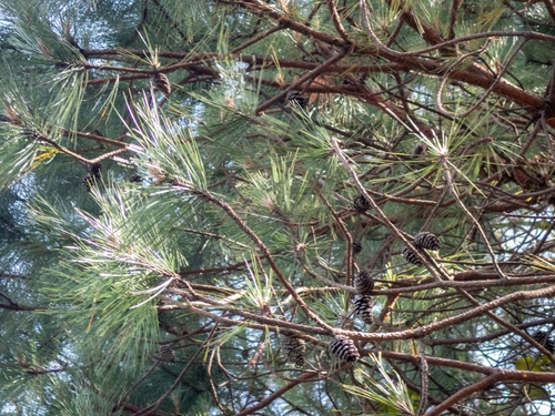 Pinus teocote, 2026-06-20