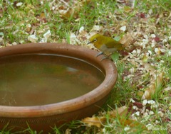 Zosterops palpebrosus